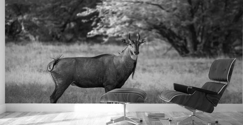 Nilgai Wall Murals