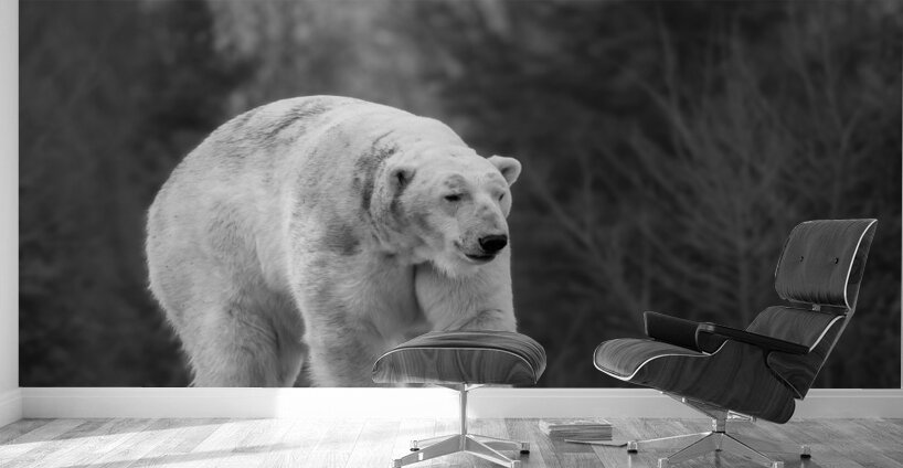 Polar Bear  Wall Murals