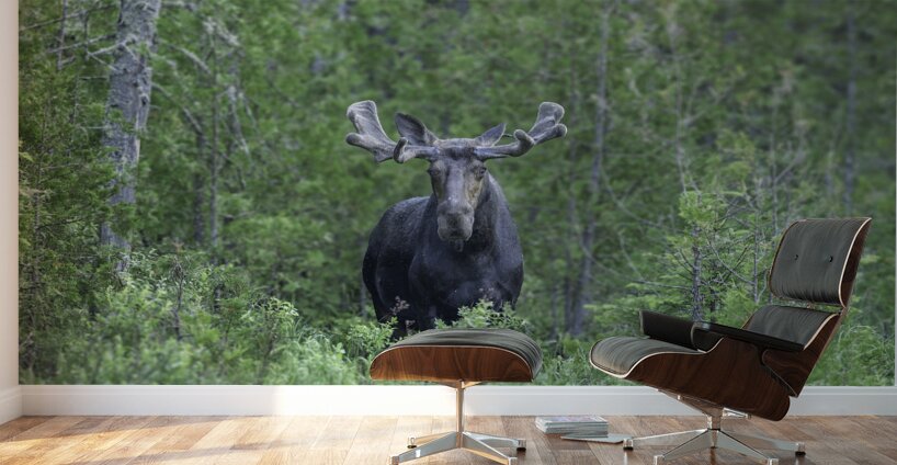 Gaze of a Bull Moose Wall Murals