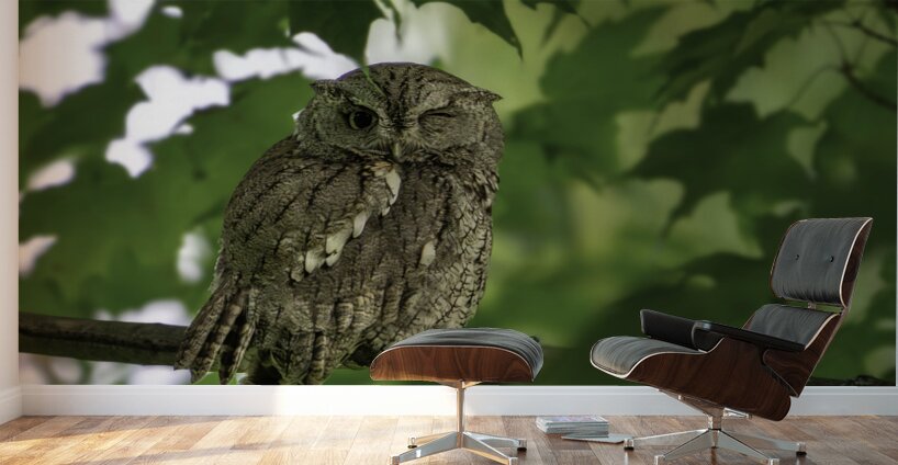 Winking Owl Wall Murals