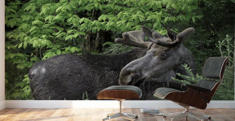 Gentle Giant Wall Murals