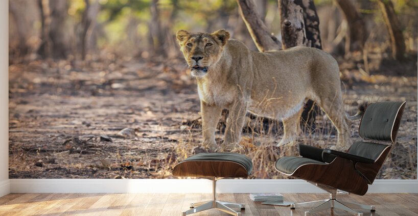 Lioness watching her pride. Wall Murals