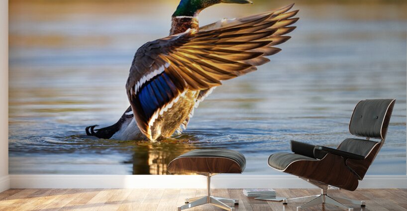 A Mallard’s Ballet. Wall Murals
