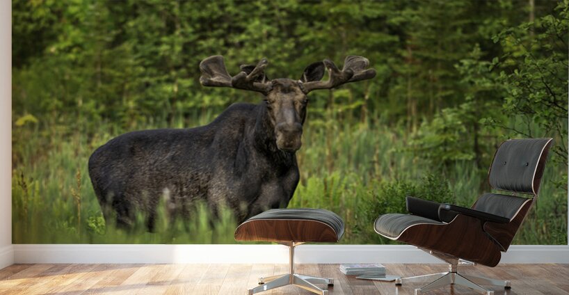 Bull Moose in Algonquin Park. Wall Murals