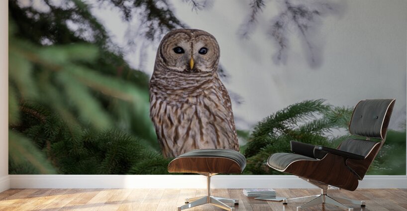 Barred Owl Wall Murals