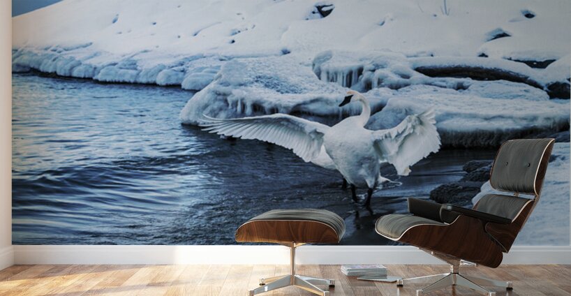 Swan in Winter Wall Murals