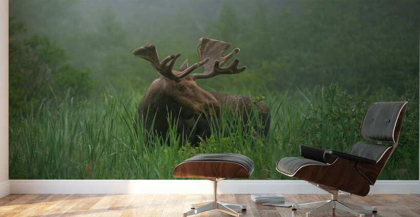 Bull Moose on a Foggy Morning Wall Murals
