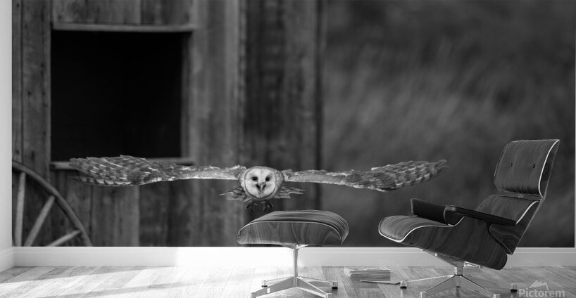 Barn Owl Wall Murals