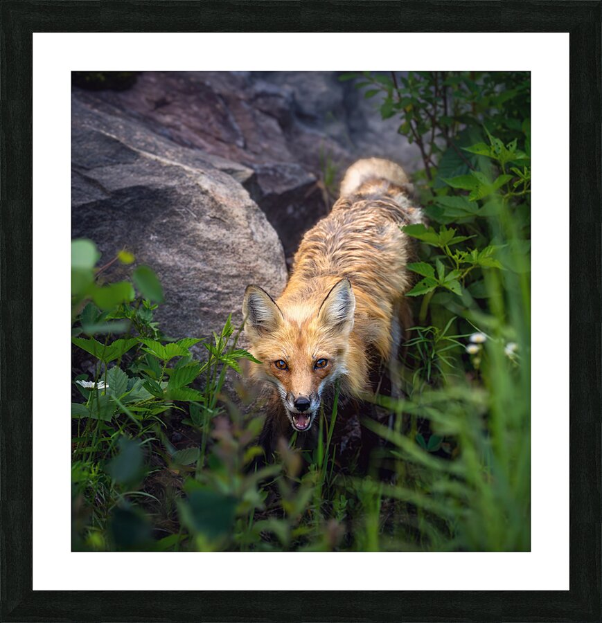Vigilant gaze of a fox Picture Frame print