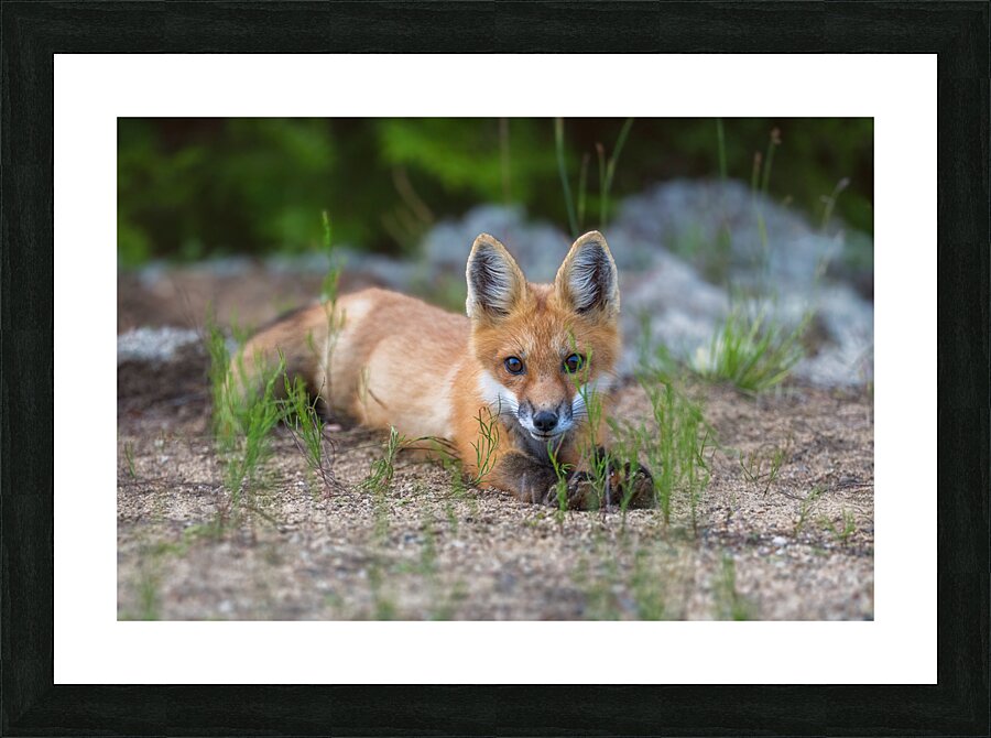Memerizing Gaze of a Fox Kit Picture Frame print