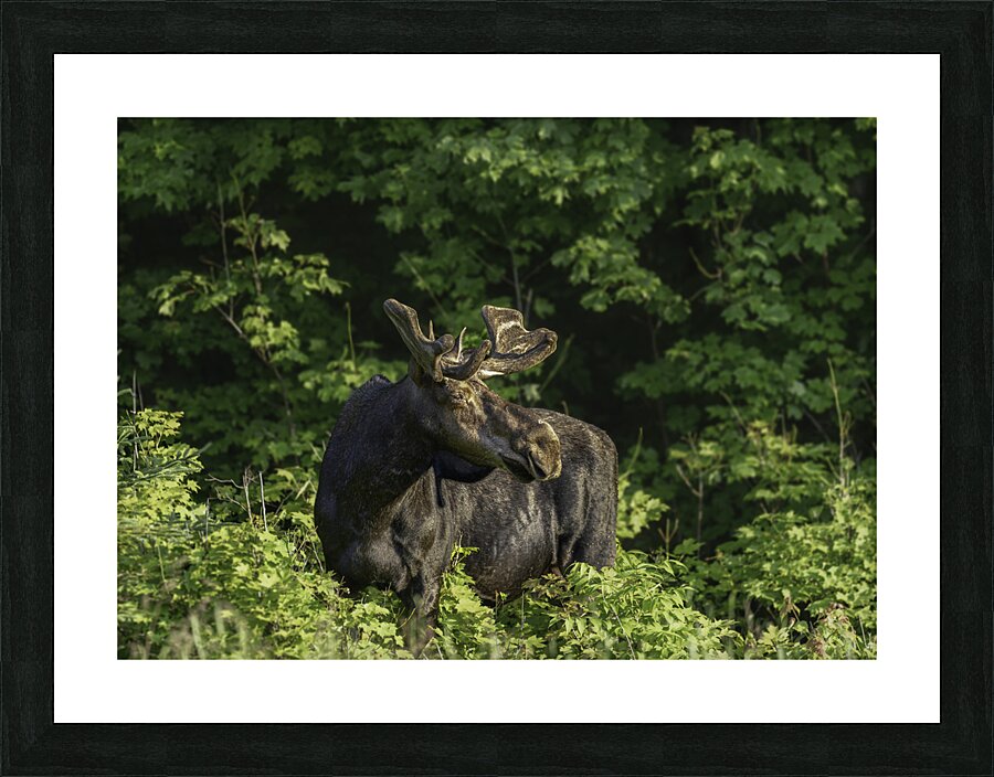 Bull Moose in early morning light. Picture Frame print