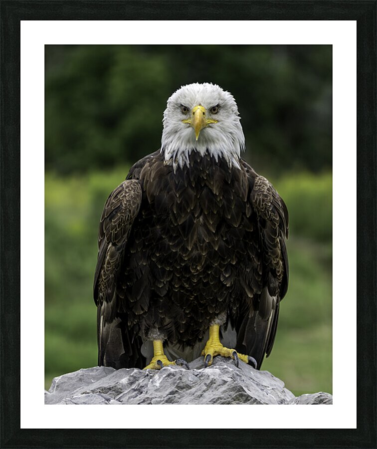 Eagle Eye Picture Frame print