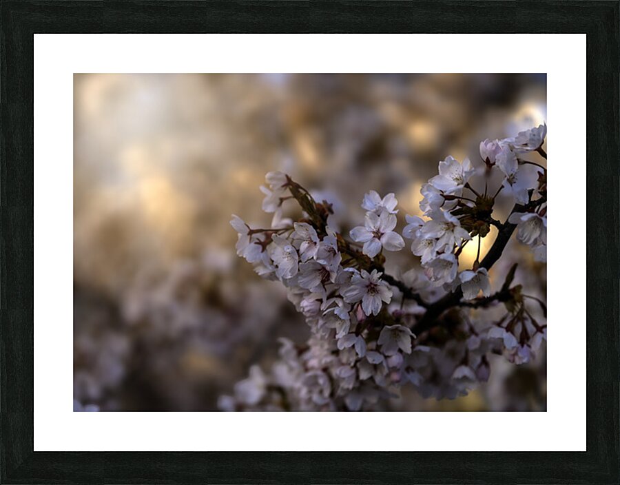 Cherry Blossom Picture Frame print