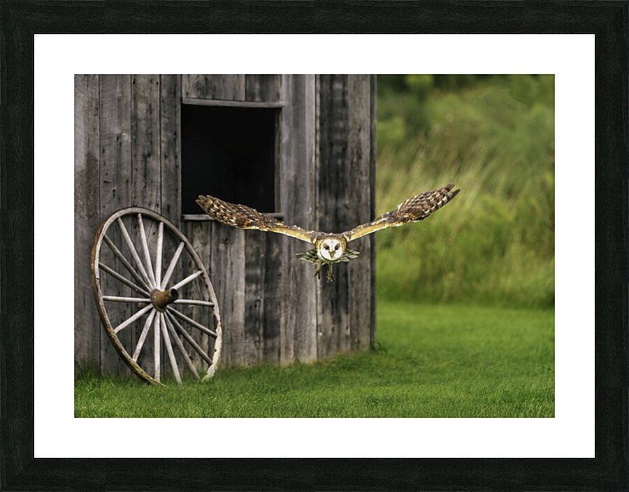 Barn Owl Colored Picture Frame print