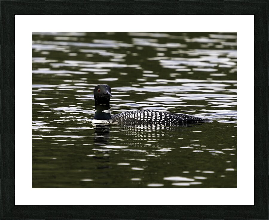 Common Loon in Water. Picture Frame print