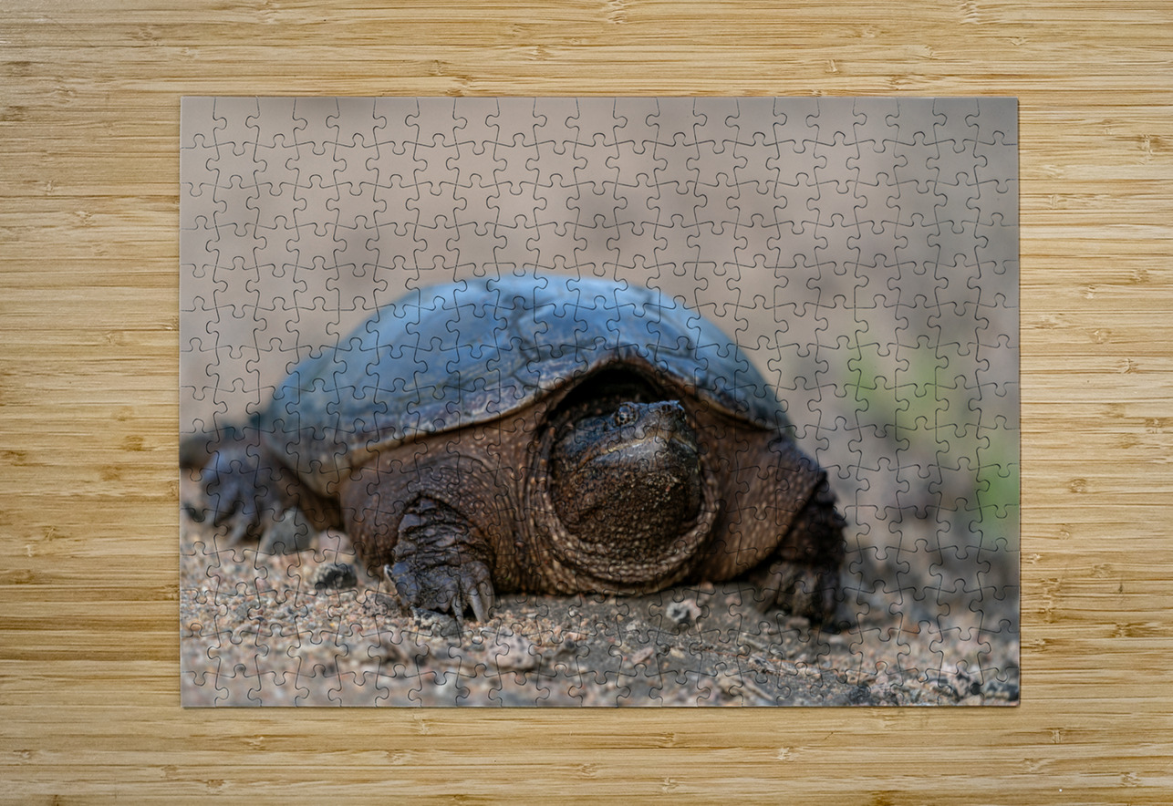 Snapping Turtle Aman Sharma Puzzle printing