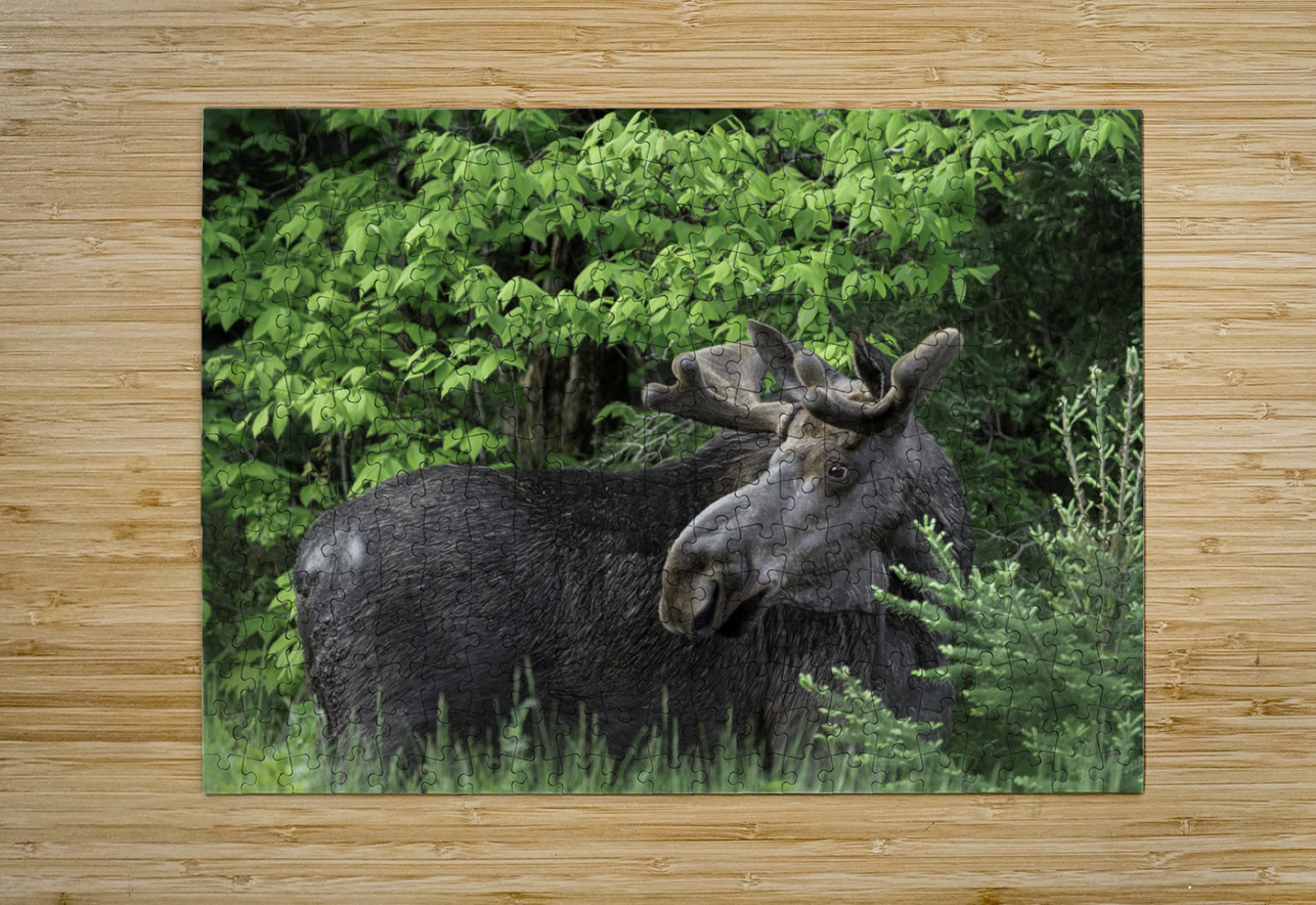 Gentle Giant Aman Sharma Puzzle printing