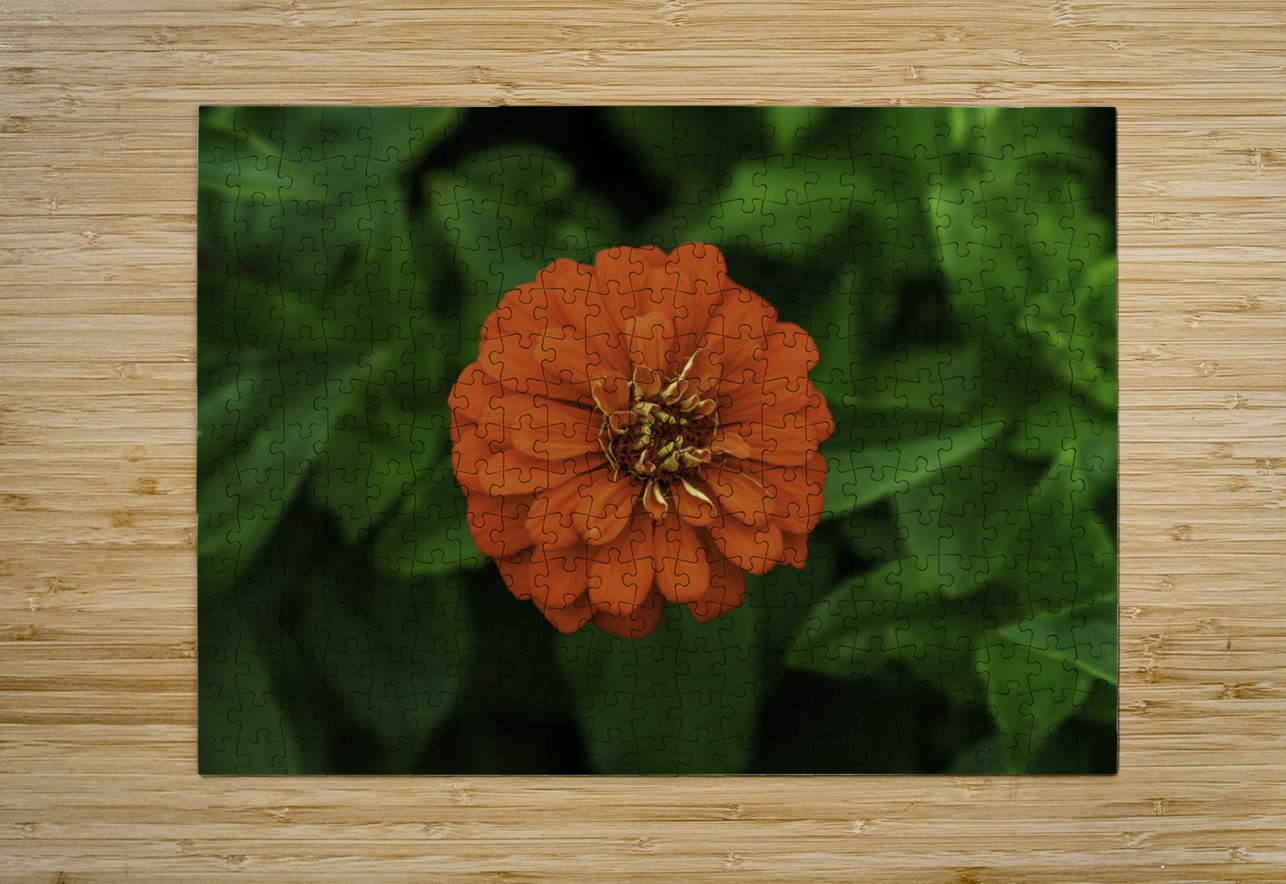 Dahlia Delight Aman Sharma Puzzle printing