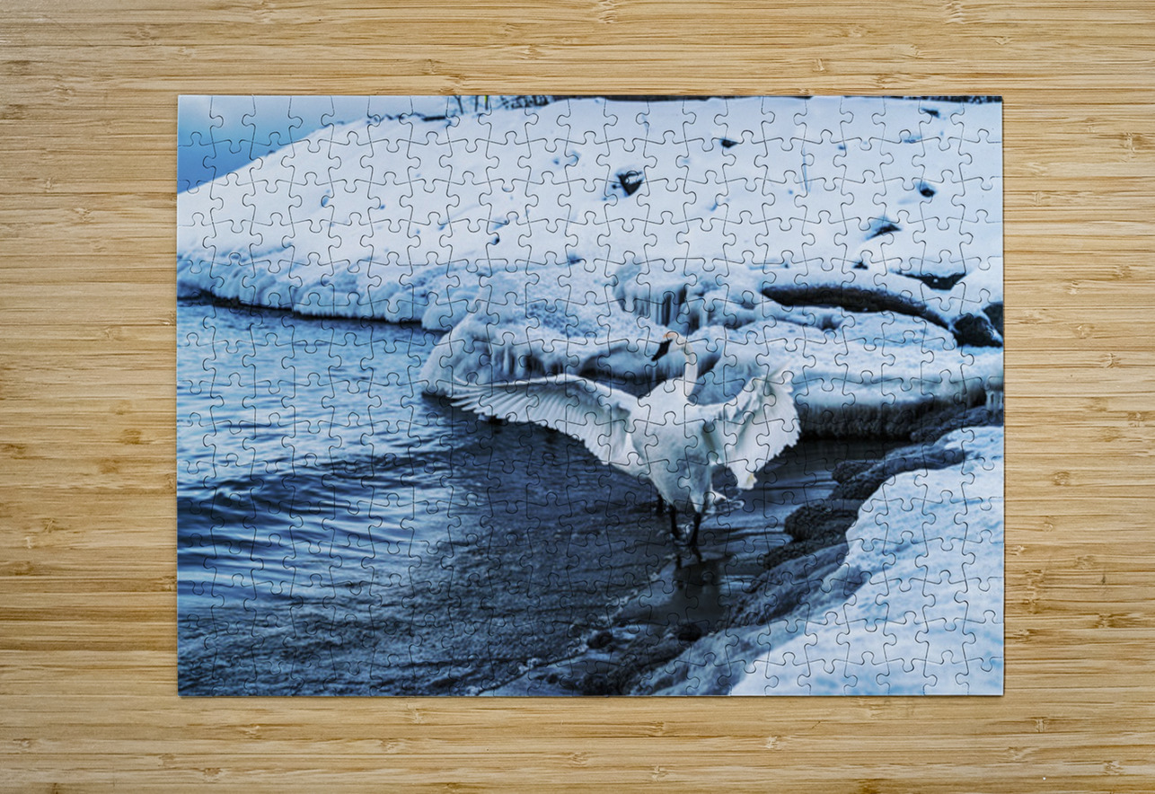 Swan in Winter Aman Sharma Puzzle printing