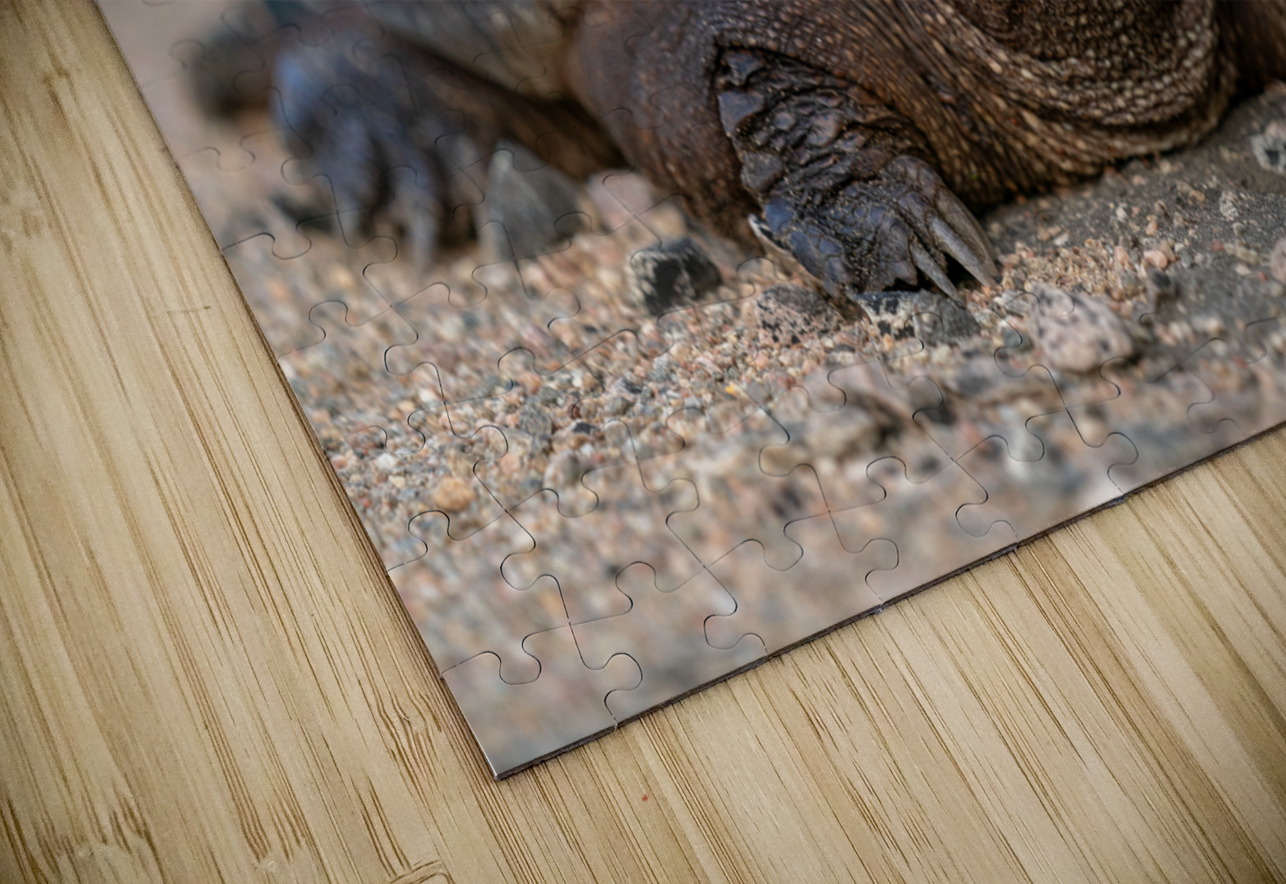 Snapping Turtle Aman Sharma Puzzle
