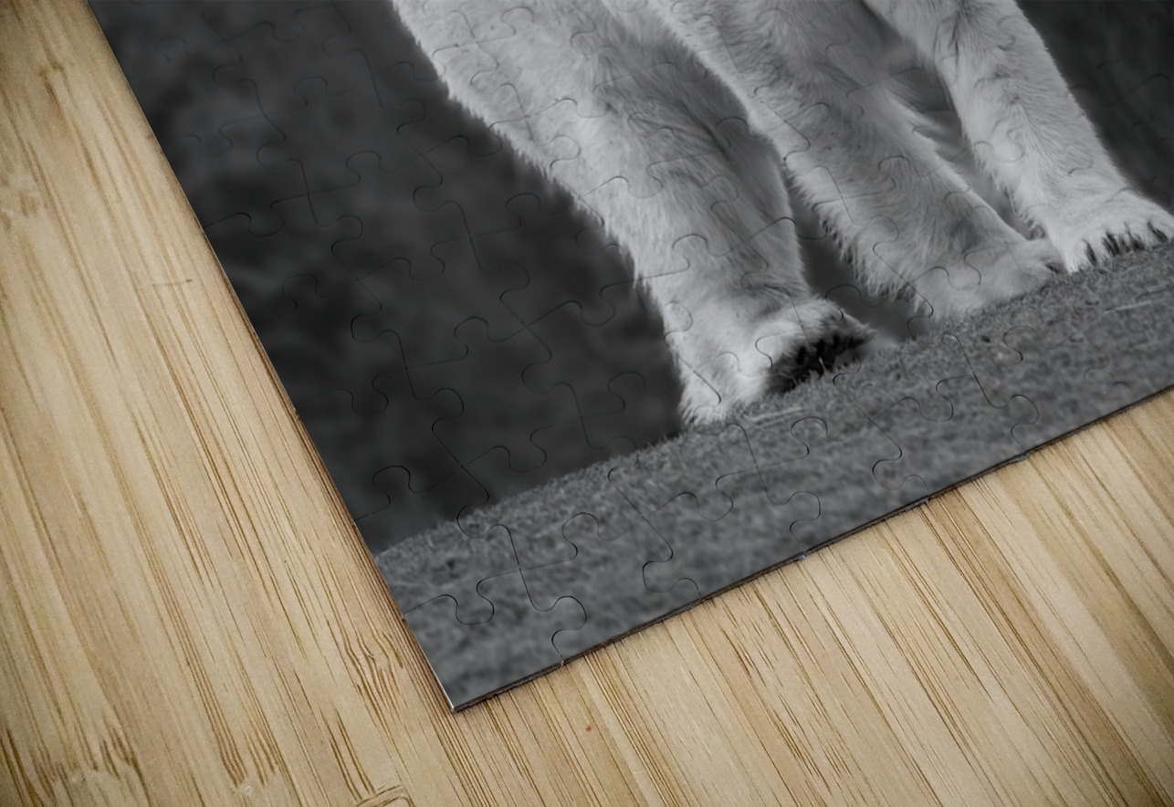 Polar Bear  Aman Sharma Puzzle