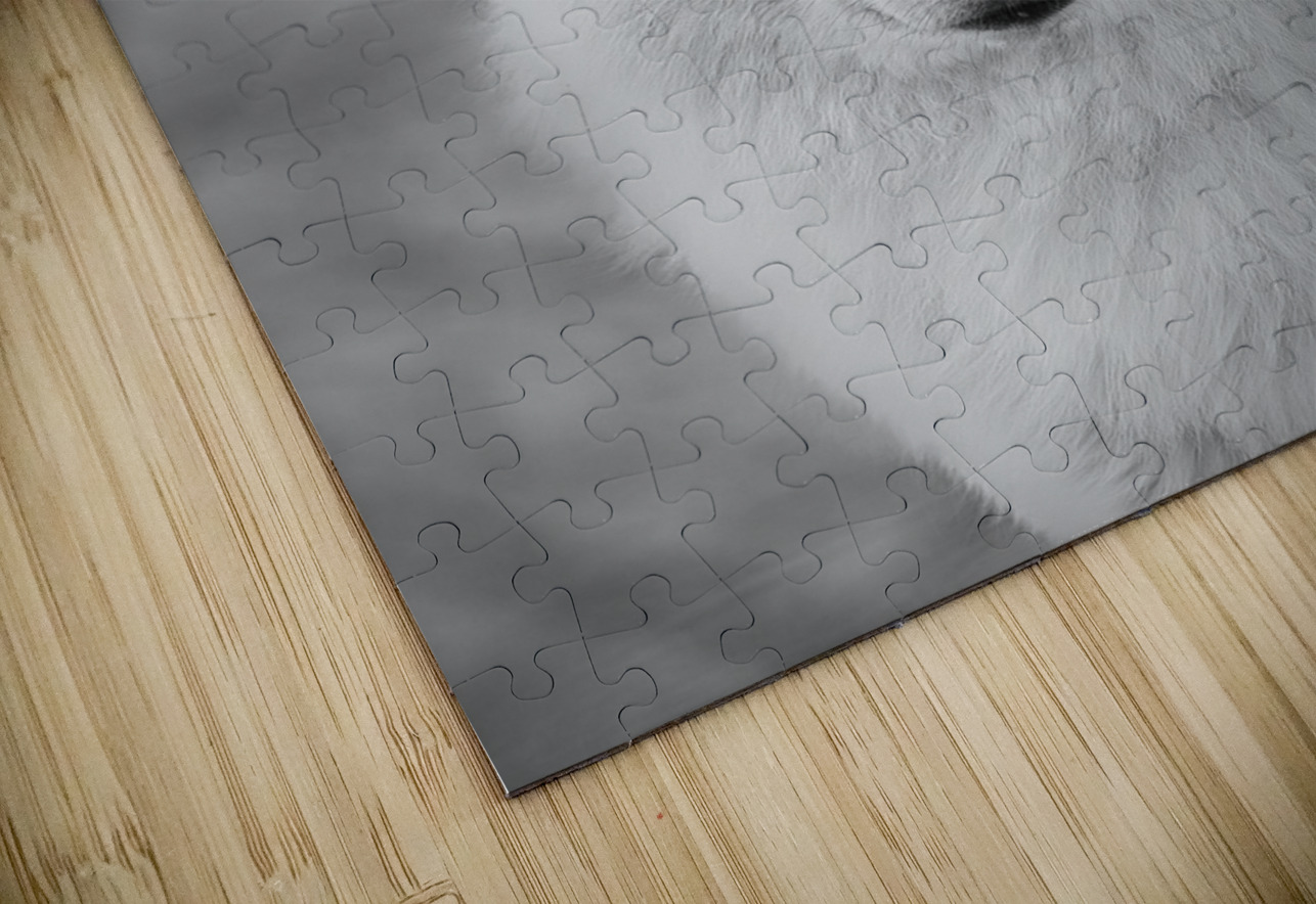 Arctic Wolf Aman Sharma Puzzle