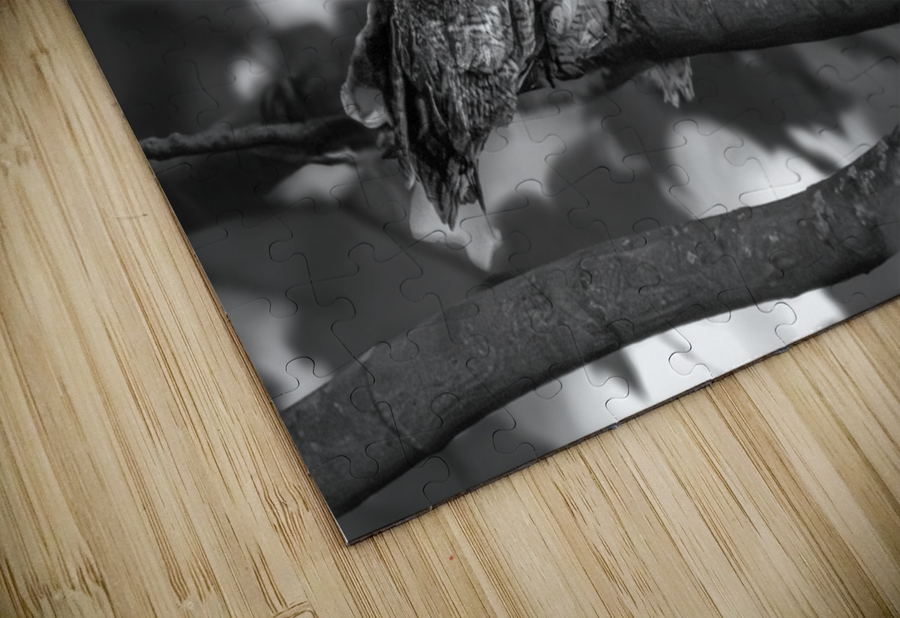 Gaze of an Owl Aman Sharma Puzzle