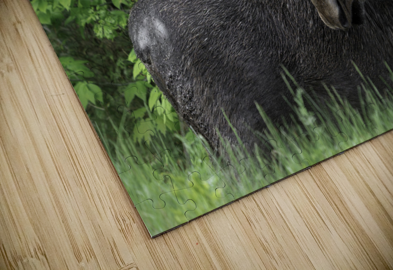 Gentle Giant Aman Sharma Puzzle