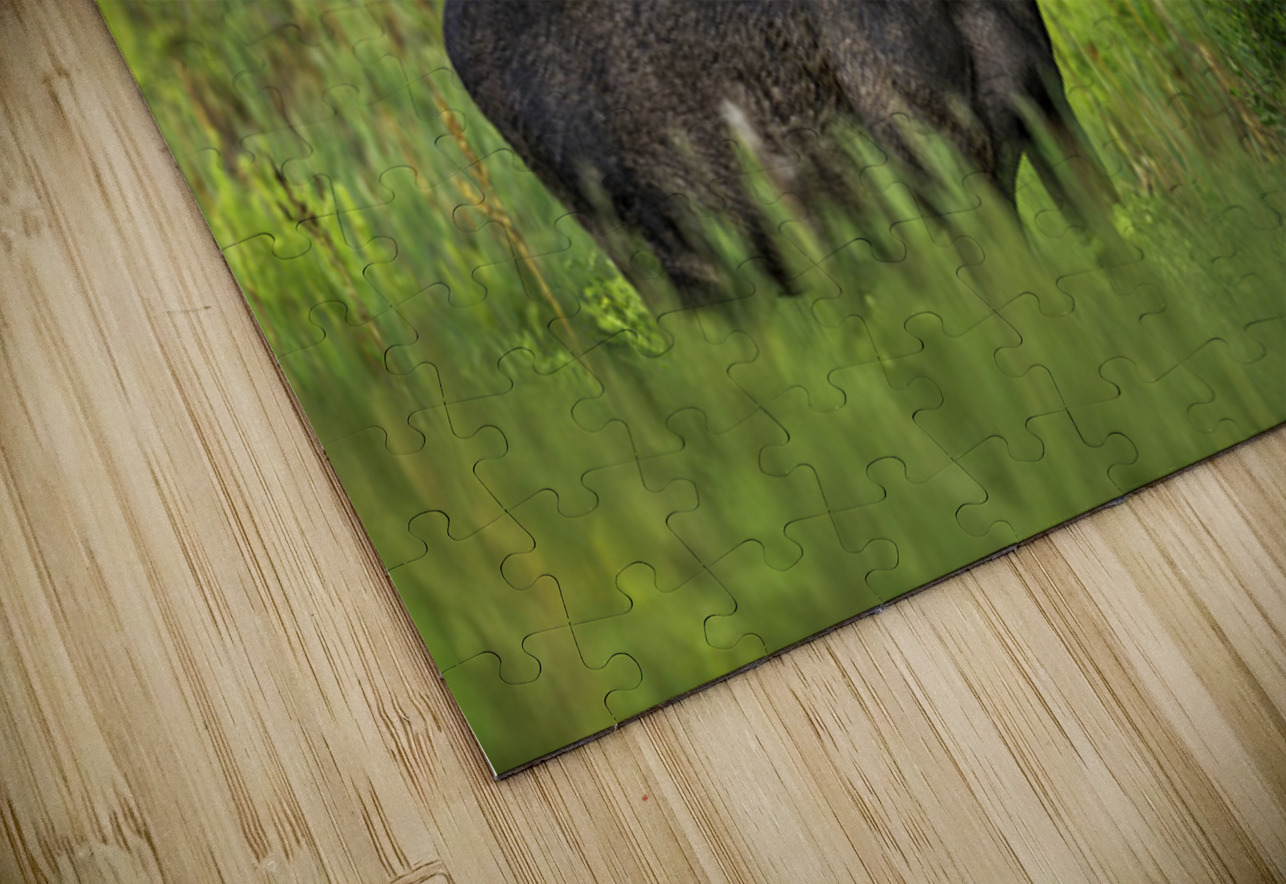 Bull Moose in Algonquin Park. Aman Sharma Puzzle