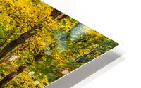 Fall Colors in Forest HD Metal print