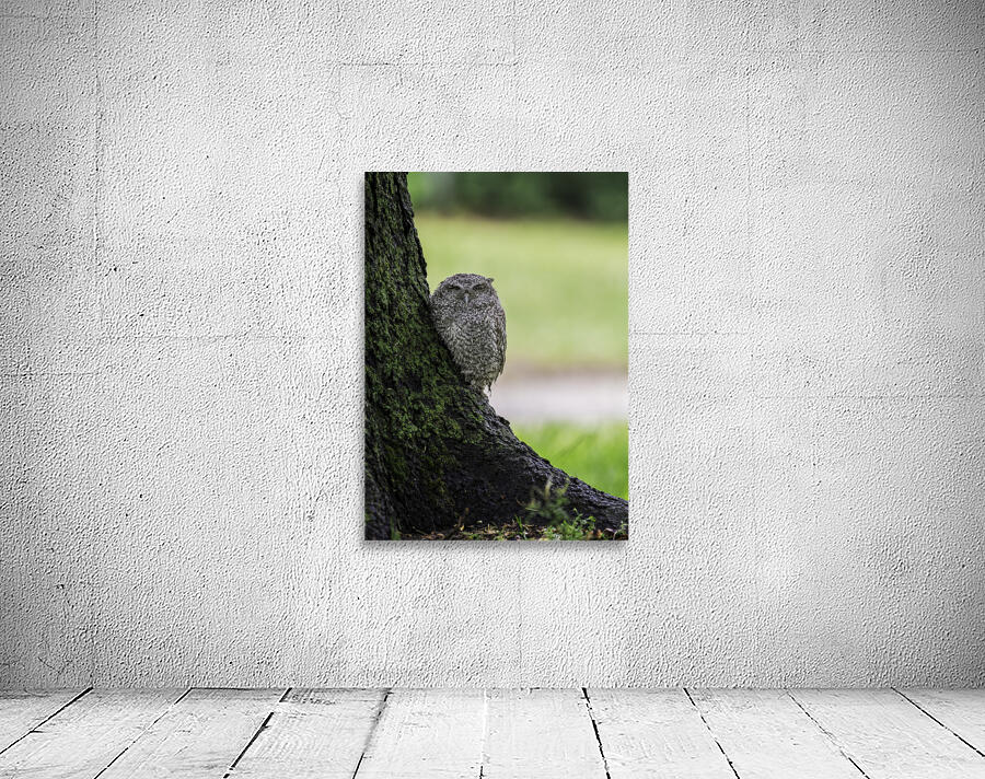 Eastern Screech Owlet Wall Preview