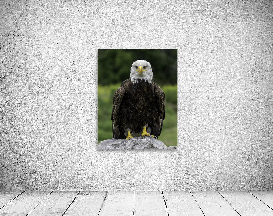 Eagle Eye Wall Preview