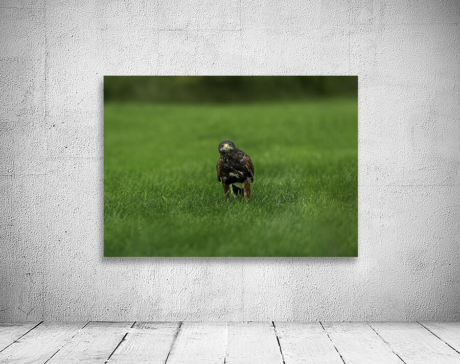 When Life Gives You Wings Hawk It Out  Wall Preview