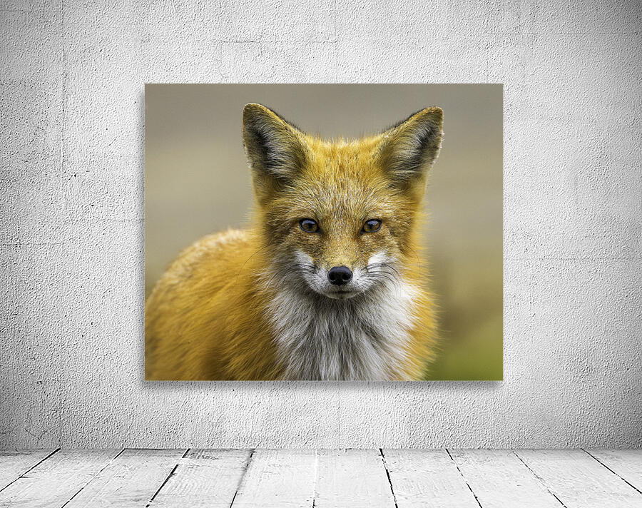 Eyes of a Fox Wall Preview