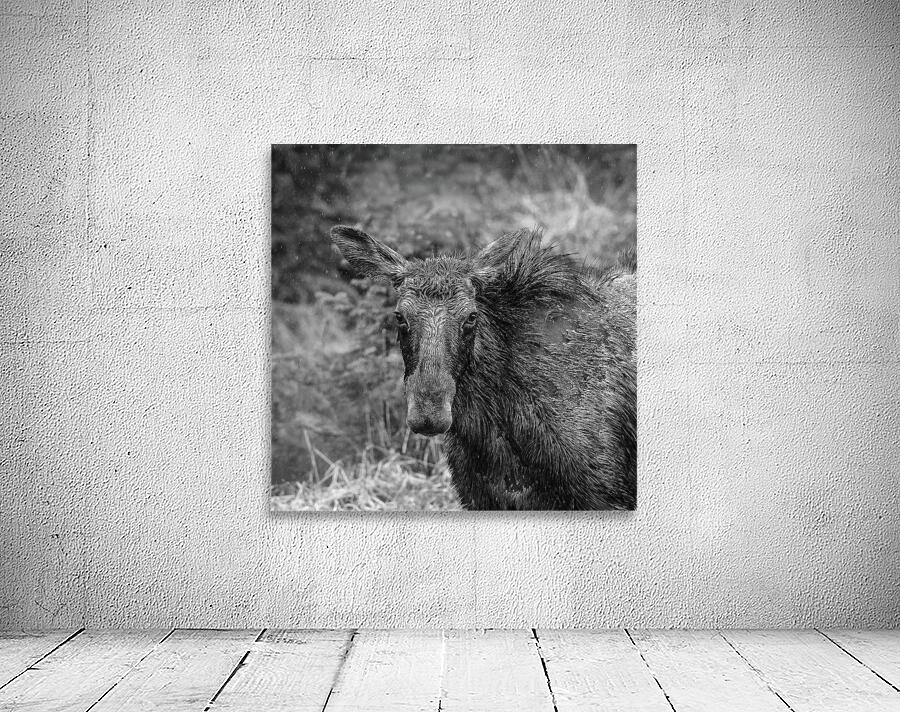 Monochrome Moose Portrait Wall Preview