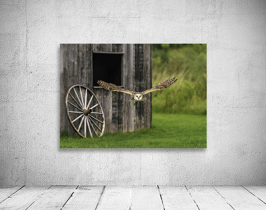 Barn Owl Colored Wall Preview