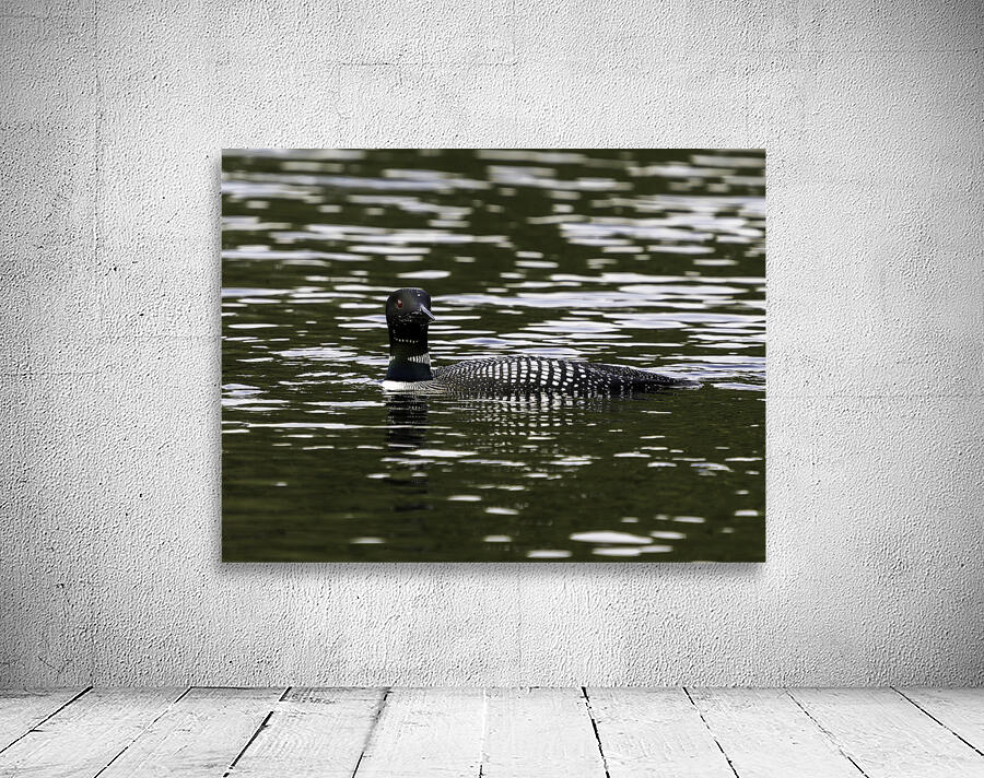 Common Loon in Water. Wall Preview
