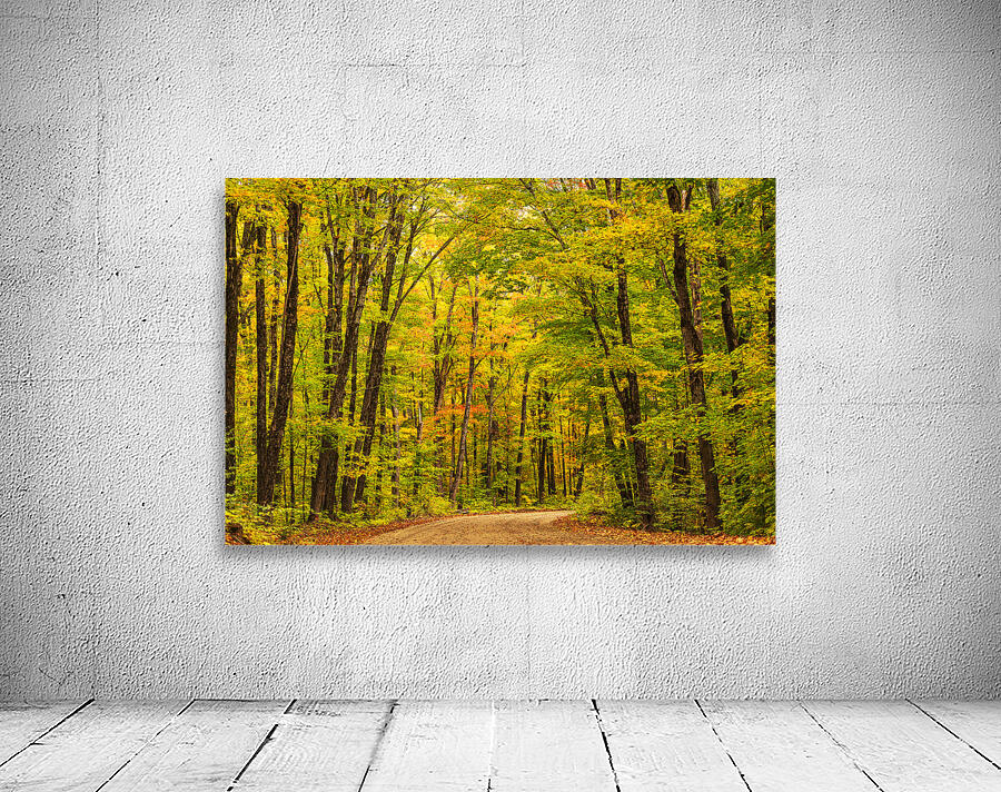 Fall Colors in Forest Wall Preview