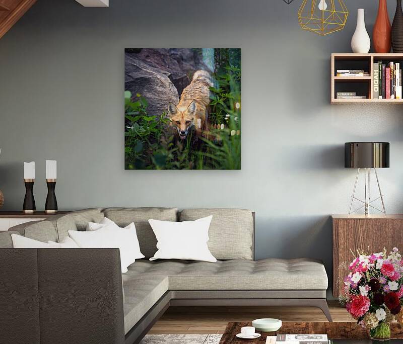 Vigilant gaze of a fox Reproduction