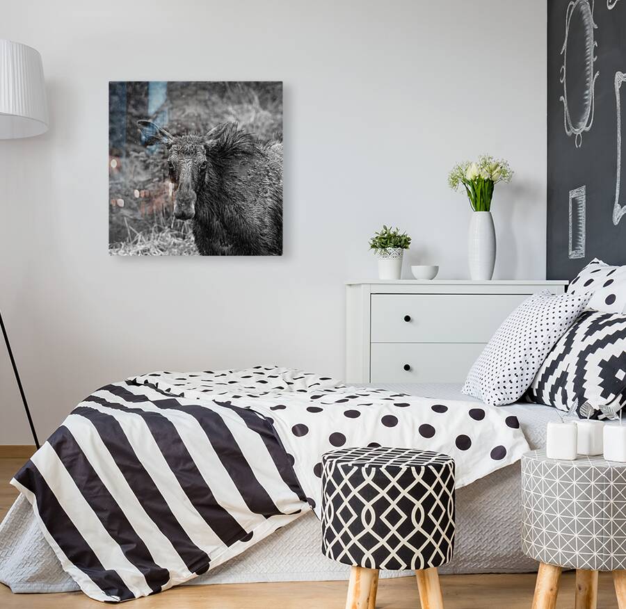 Monochrome Moose Portrait Reproduction