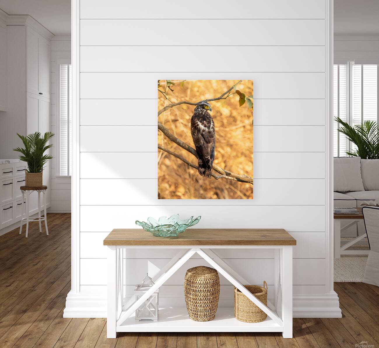 Crested Serpent Eagle. Reproduction