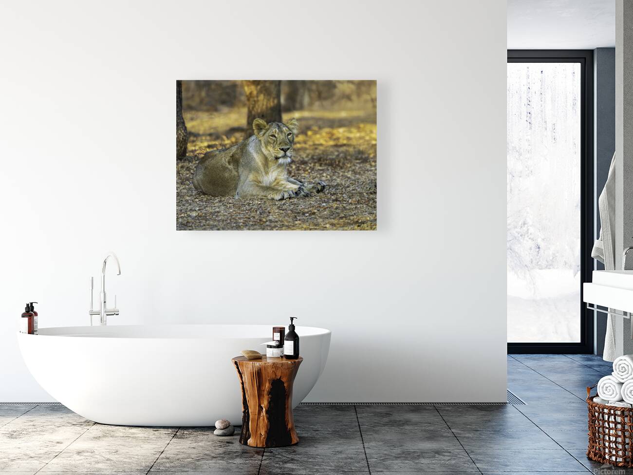 Lioness in Golden Light Reproduction